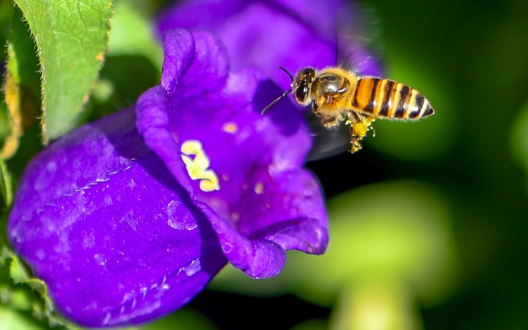 Honeybees teach drones how to navigate without GPS – Cybernews