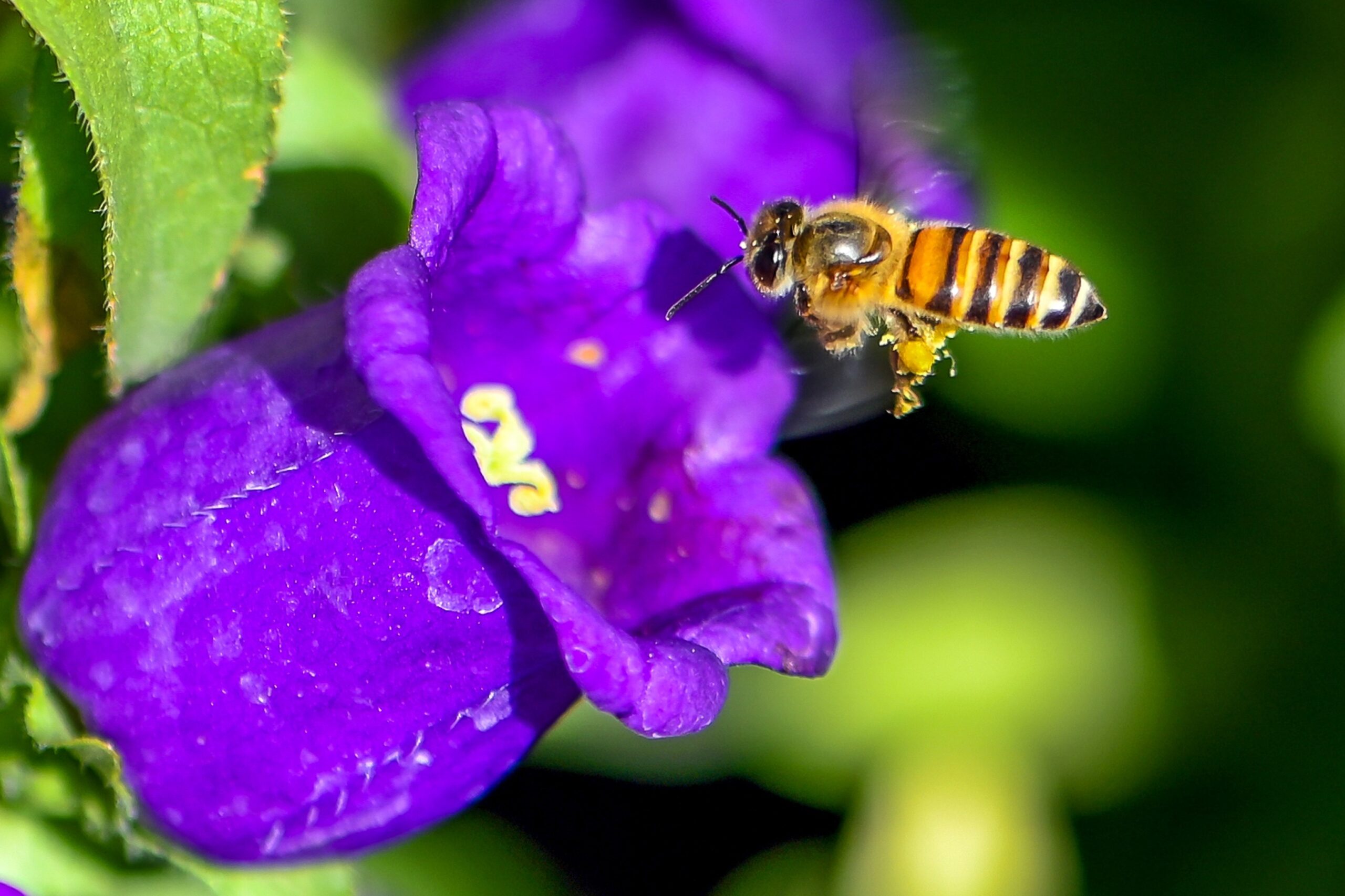 Bee flower shutterstock_2767381719. 1