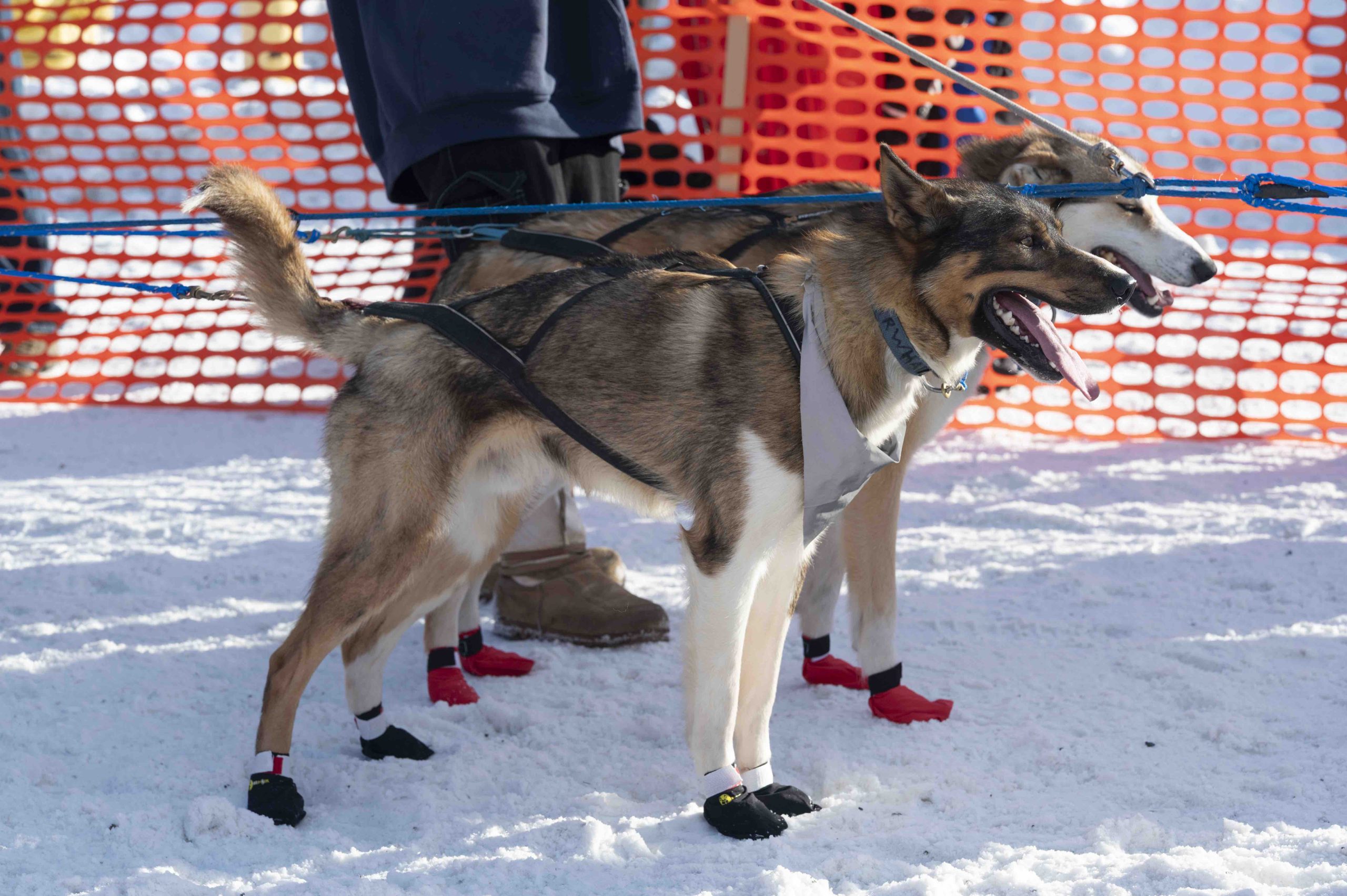 Sled dog US Air Nat Guard by Senior Master Sgt Julie Avery